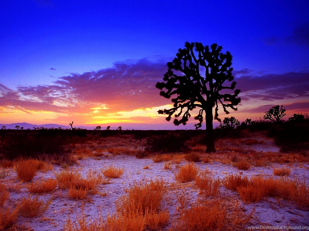 Joshua Tree Wallpapers HD