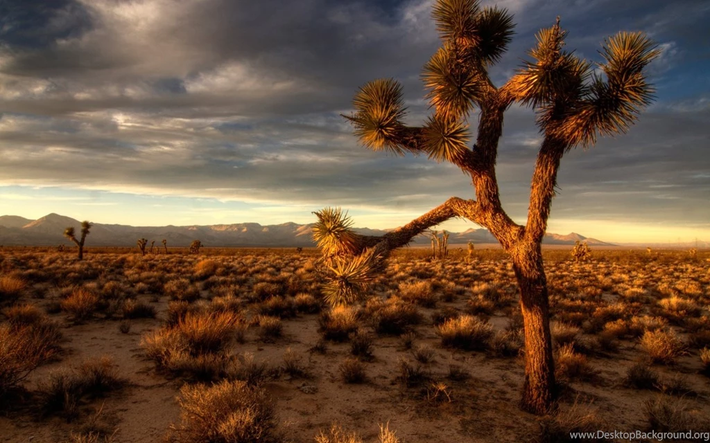 Joshua Tree Sunset