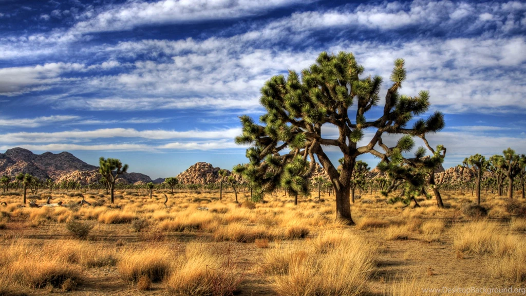 82 Joshua Tree National Park HD Wallpapers