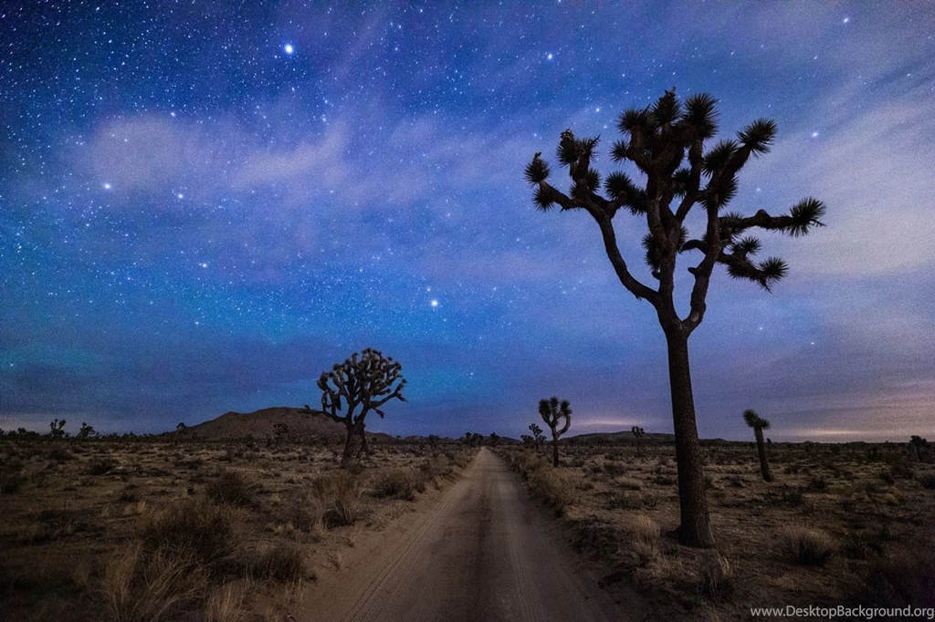Joshua Tree National Park Night Wallpaper.