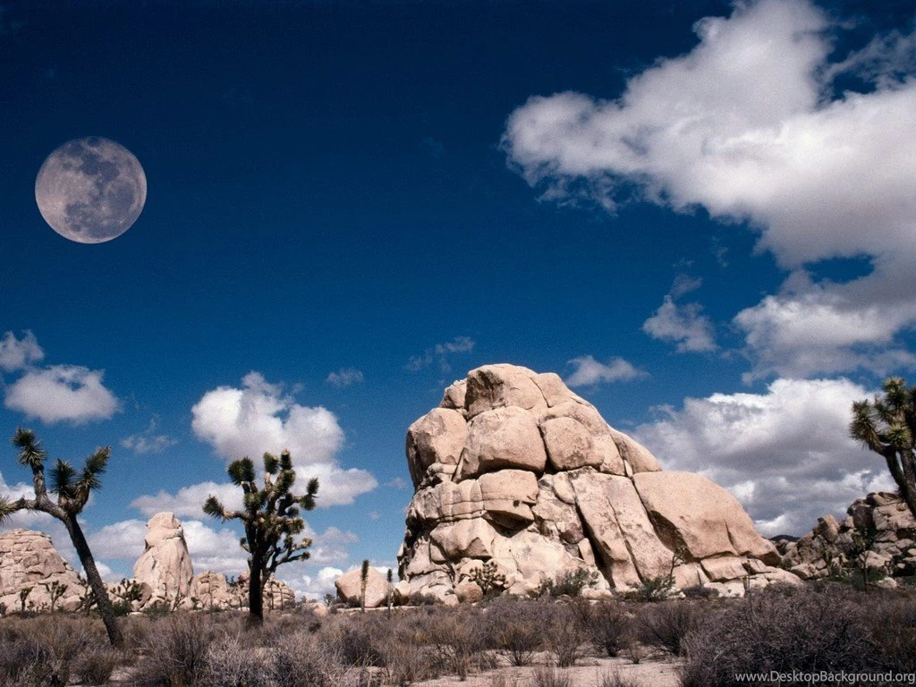 Joshua Tree Wallpapers
