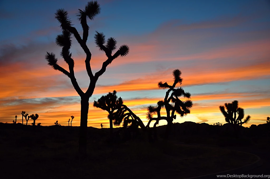 Joshua Tree Black And White Wallpaper.