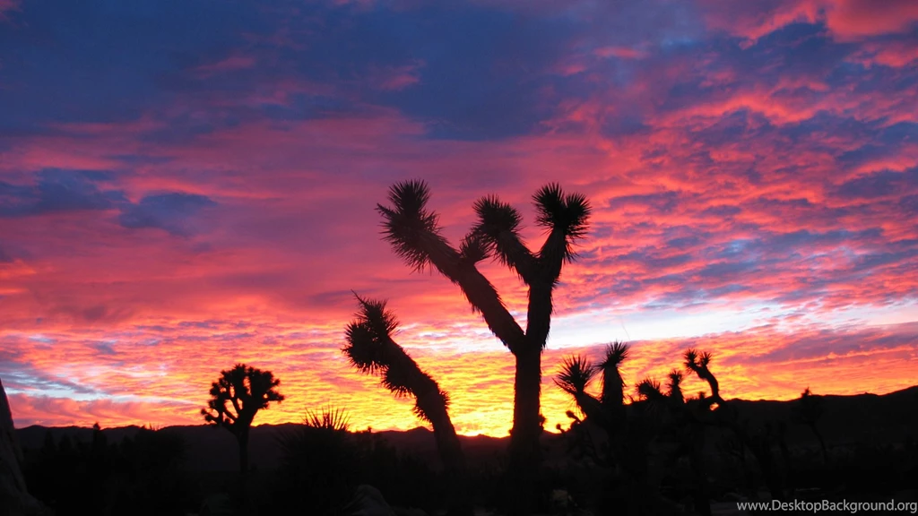 Joshua Tree Sunset Online Wallpapers HD