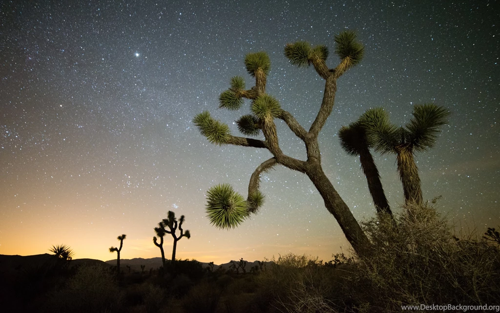 Joshua Tree Night Wallpapers Wallpaper.