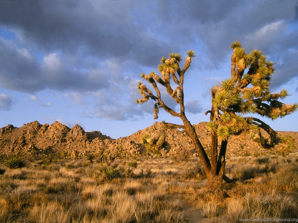 1600x1200px Joshua Tree National Park