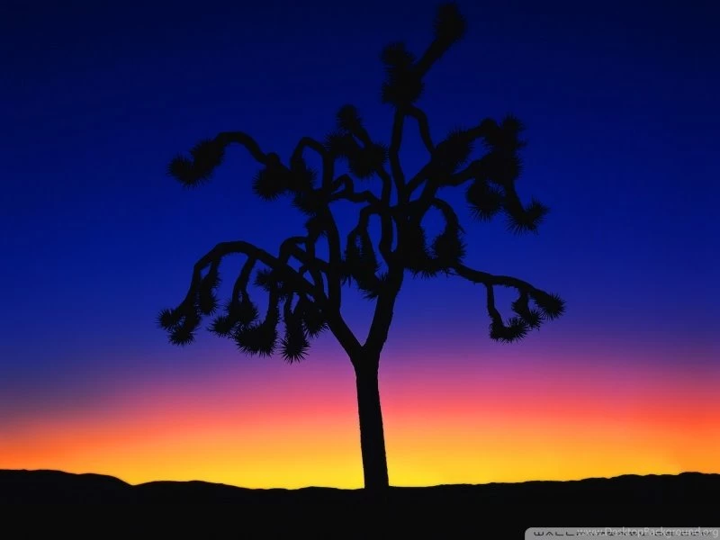 Joshua Tree At Dusk HD Desktop Wallpapers : Widescreen : Mobile