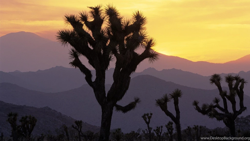 Sunset National Park Joshua Tree National Park Wallpapers ...