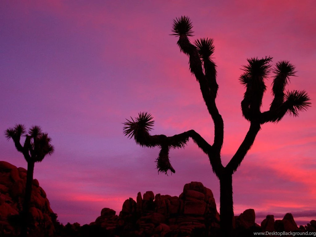 Joshua Tree Winter Camping Wallpaper.