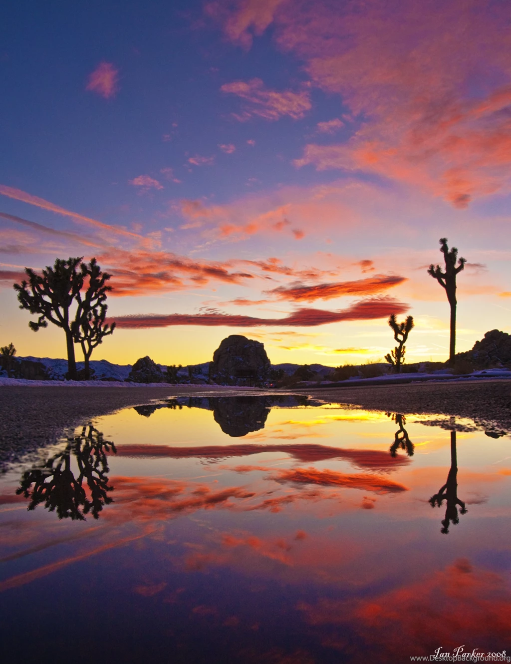 Evanescent Light : Joshua Tree