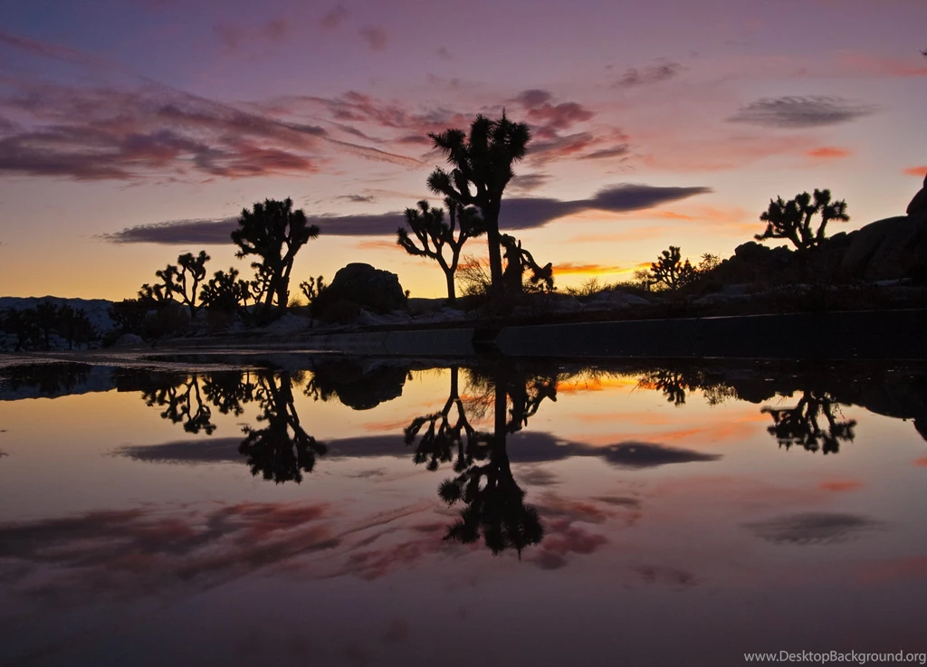 Evanescent Light : Joshua Tree