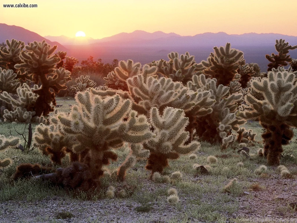 Nature: Cholla Cacti Joshua Tree National Park California, Picture ...