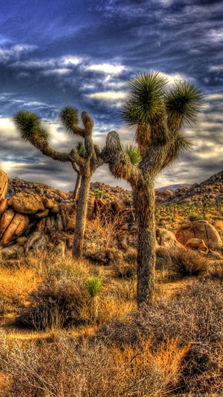 iPhone 6S Earth/Joshua Tree National Park Wallpapers ID: 233836