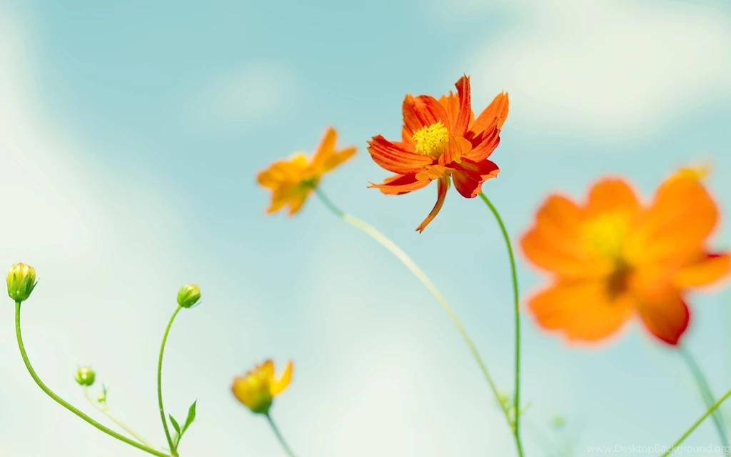 Minimal Orange Flower :: Free High Quality Flower Wallpapers