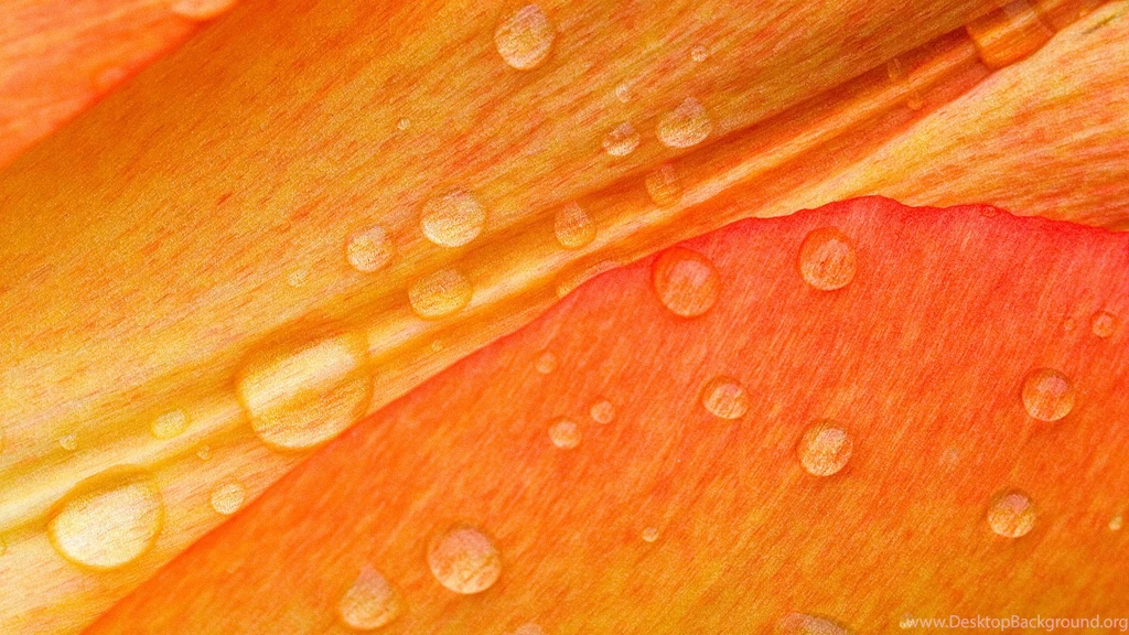 Water Dew On Orange Flower Wallpapers