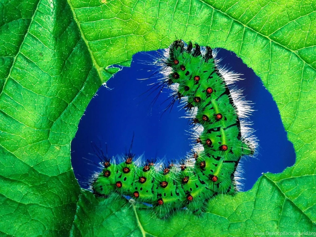 Desktop Wallpapers · Gallery · Animals · Caterpillar Digital ...