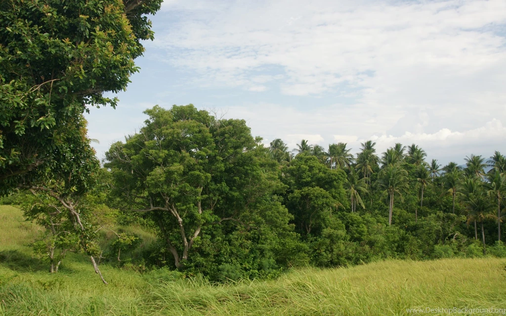 Widescreen, Wallpaper, Trees, Background, Palms (