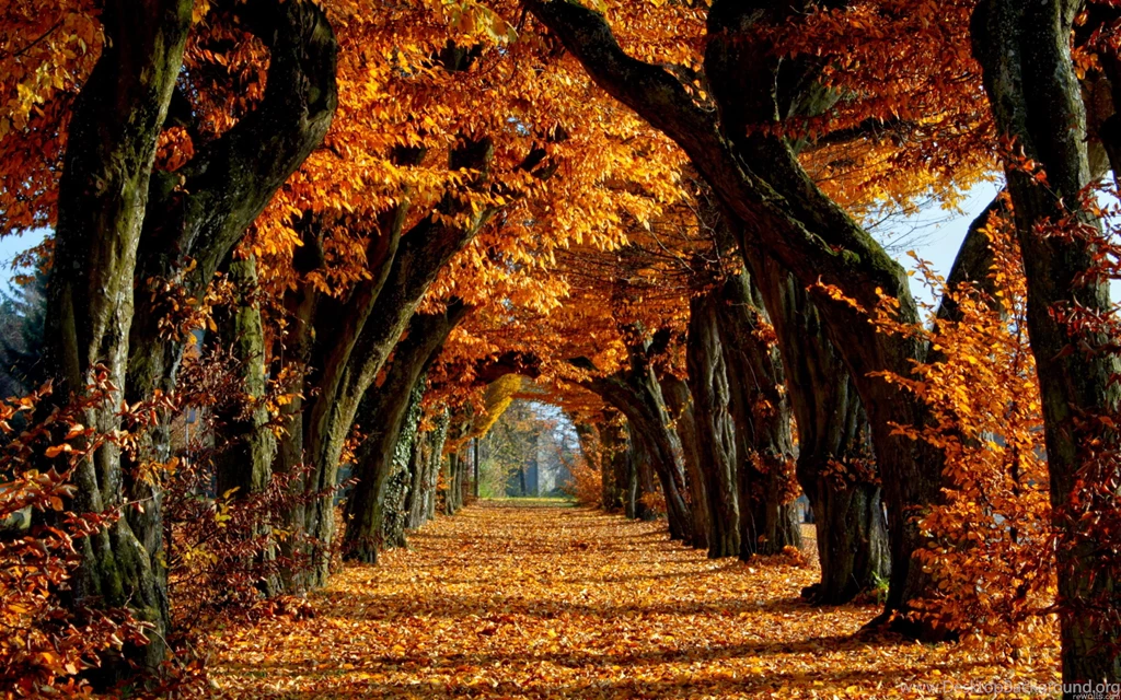 Autumn Trees Backgrounds