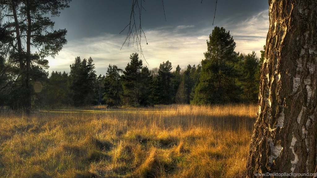 Download Wallpapers 1920x1080 Tree, Trunk, Birch, Fir trees, Grass ...