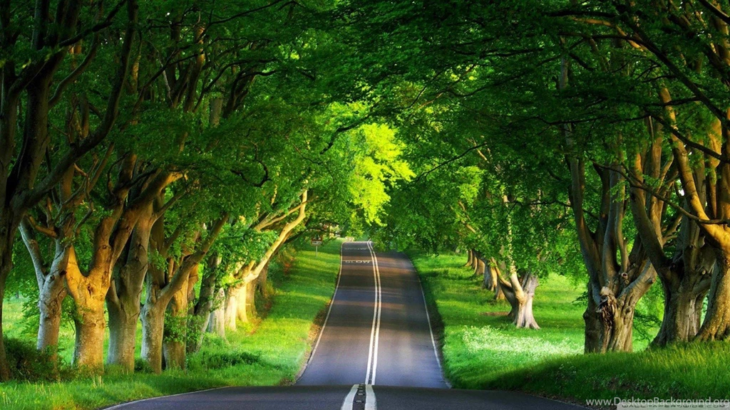 Summer Trees Backgrounds