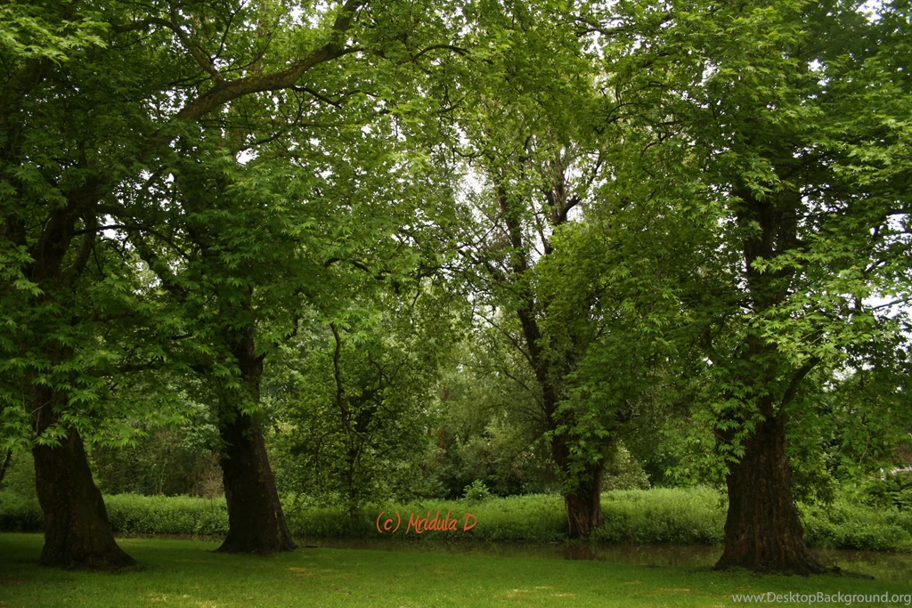Green Trees HD Image Id: 2123 7HDWallpapers