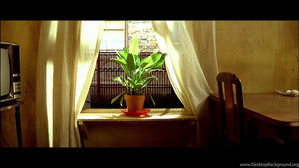Léon: The Professional (1994) « Sweet & Sour
