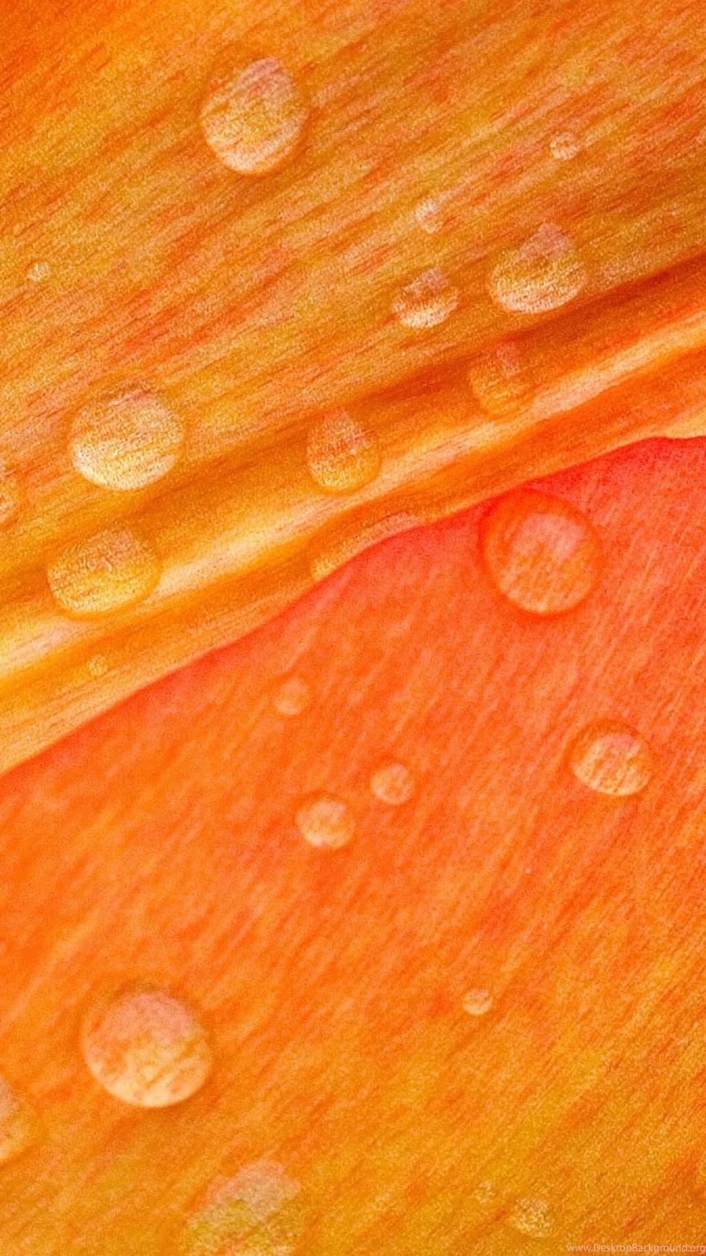 Download Wallpapers 1080x1920 Leaf, Droplet, Surface, Petals ...