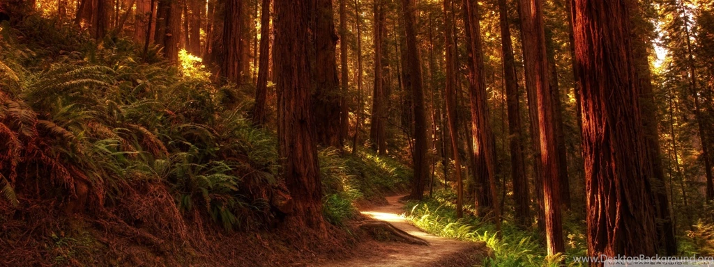 Redwood Trees HD Desktop Wallpapers : High Definition : Fullscreen ...