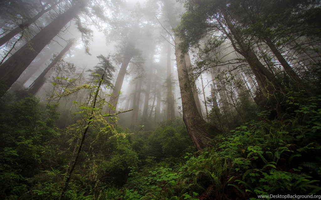 California Redwood Heaven Wood Trees Tree Fog Mist Wallpapers ...