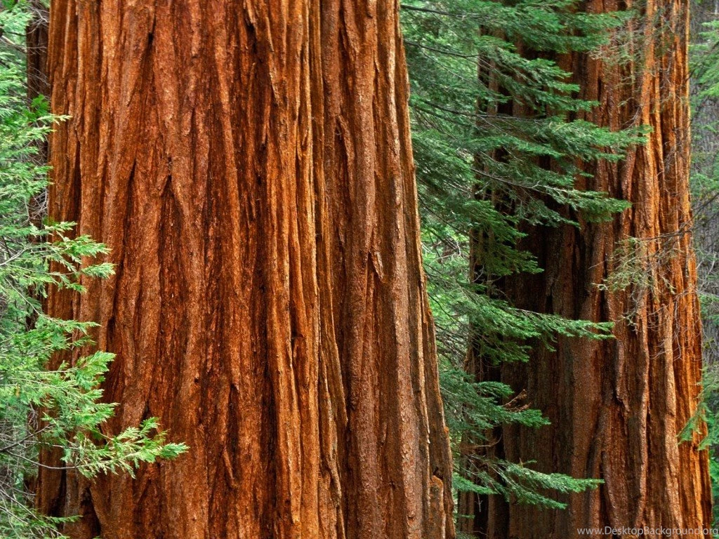 Redwood Wallpapers