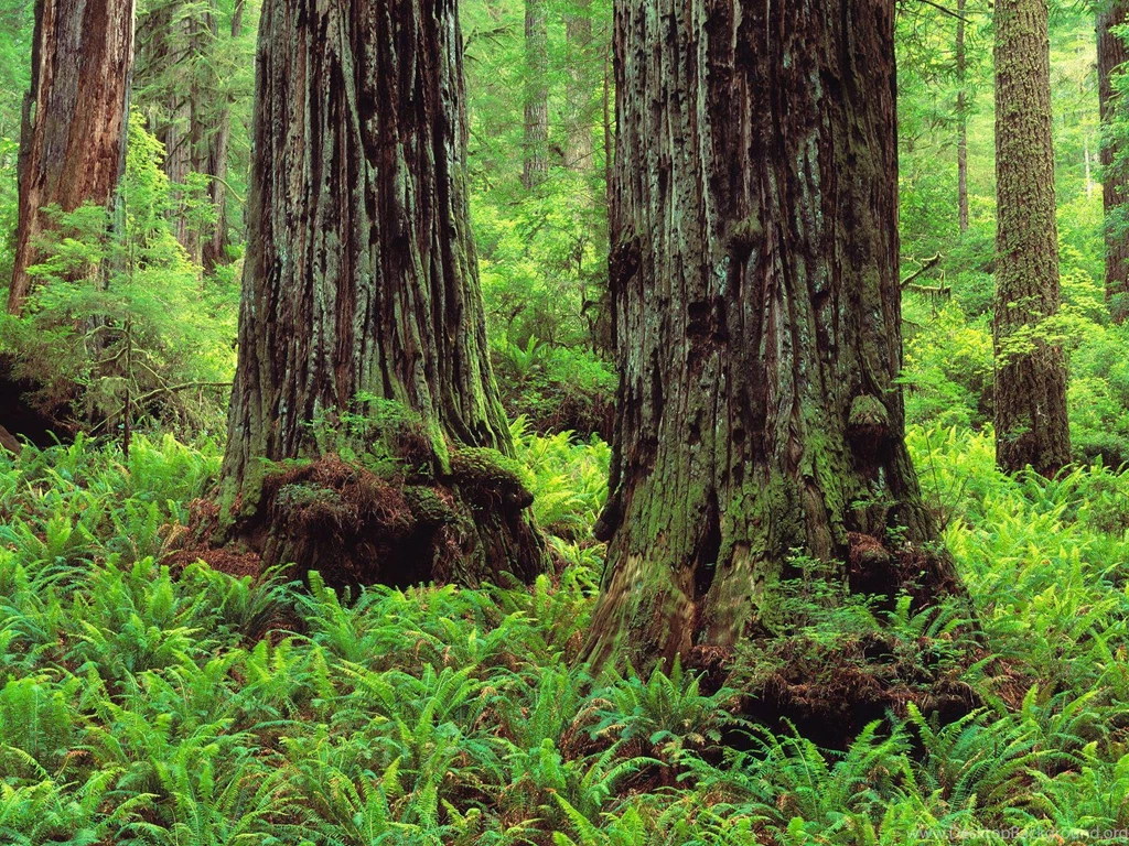 PC Wallpapers Free Trees Desktop Wallpaper Backgrounds
