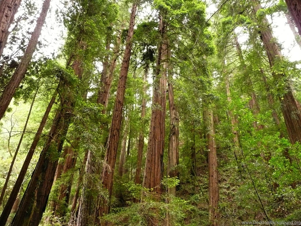 Dawn Redwood Tree For Red Wood