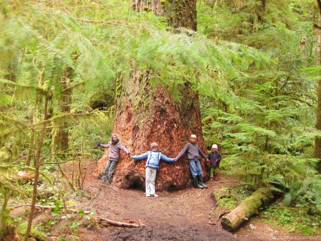 Top The Redwoods Forest Wallpapers