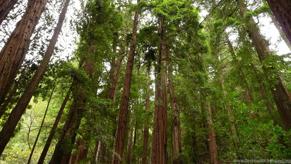 Redwood Trees Ftb For Red Wood