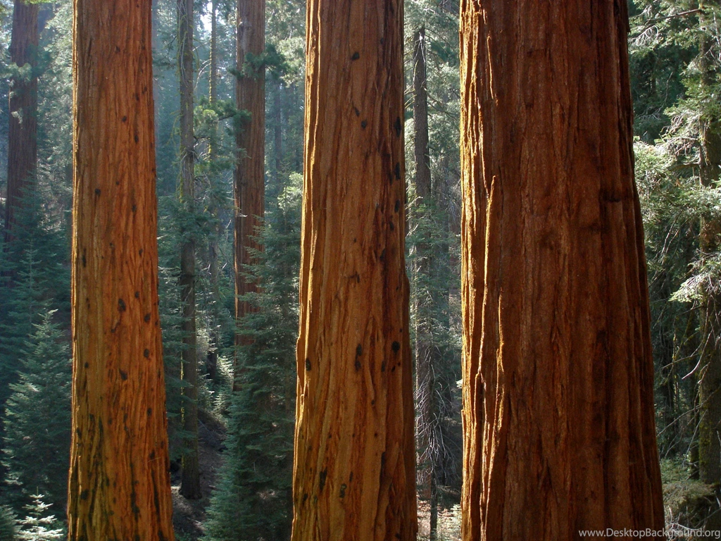 How To Grow Redwoods