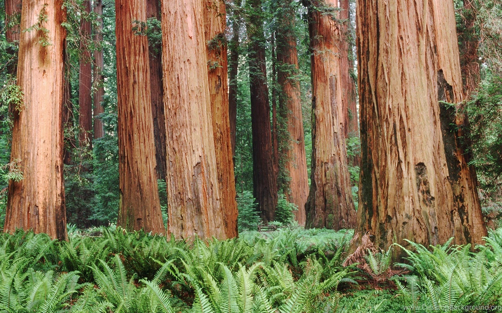 Redwoods Fort Bragg For Red Wood