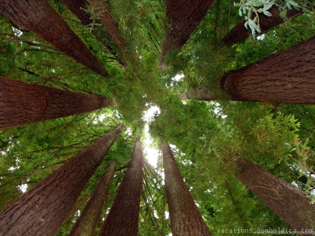 In Towering Redwoods