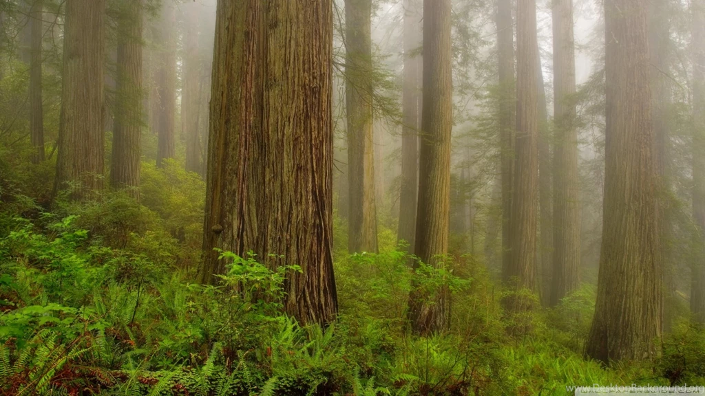 Download Redwood National Park Wallpapers 1920x1080