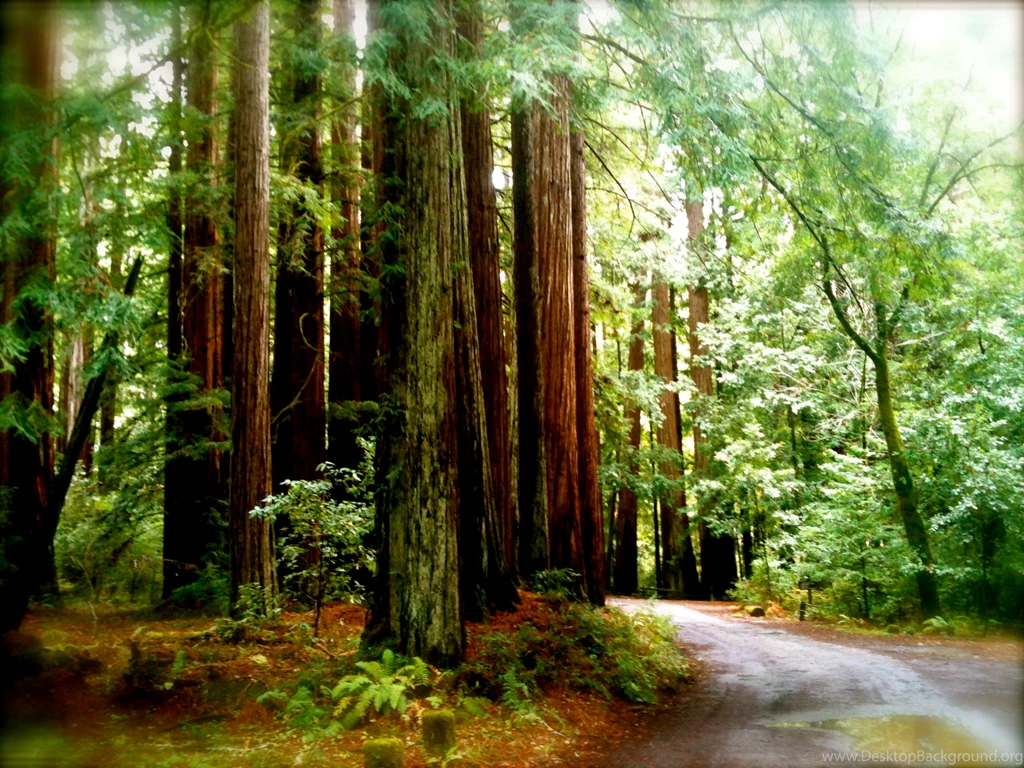 Redwood Teachings