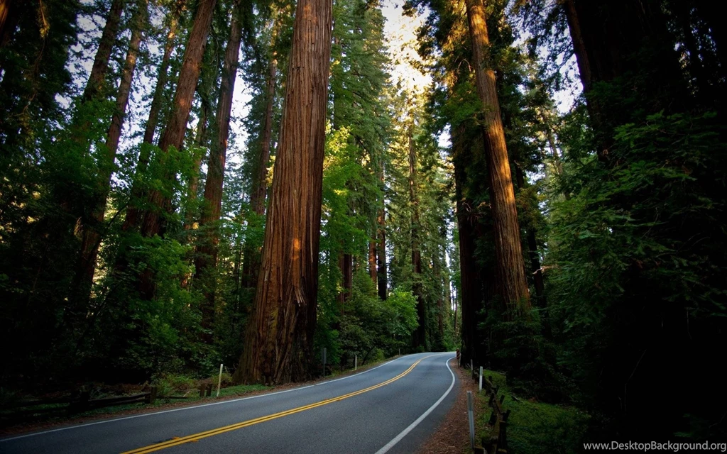 Splendid Redwood Forest California For Red Wood