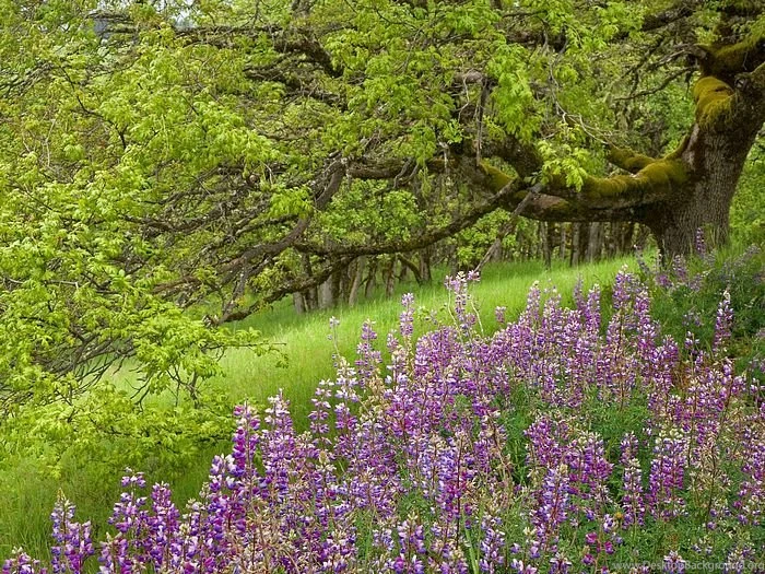 Flower Wallpapers : Lupine And Oak Tree Redwood National Park ...