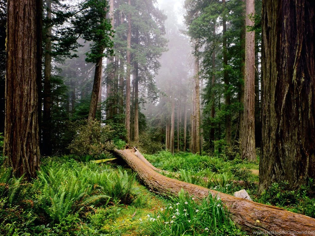 Quotes Nat Geo Redwood Tree. QuotesGram