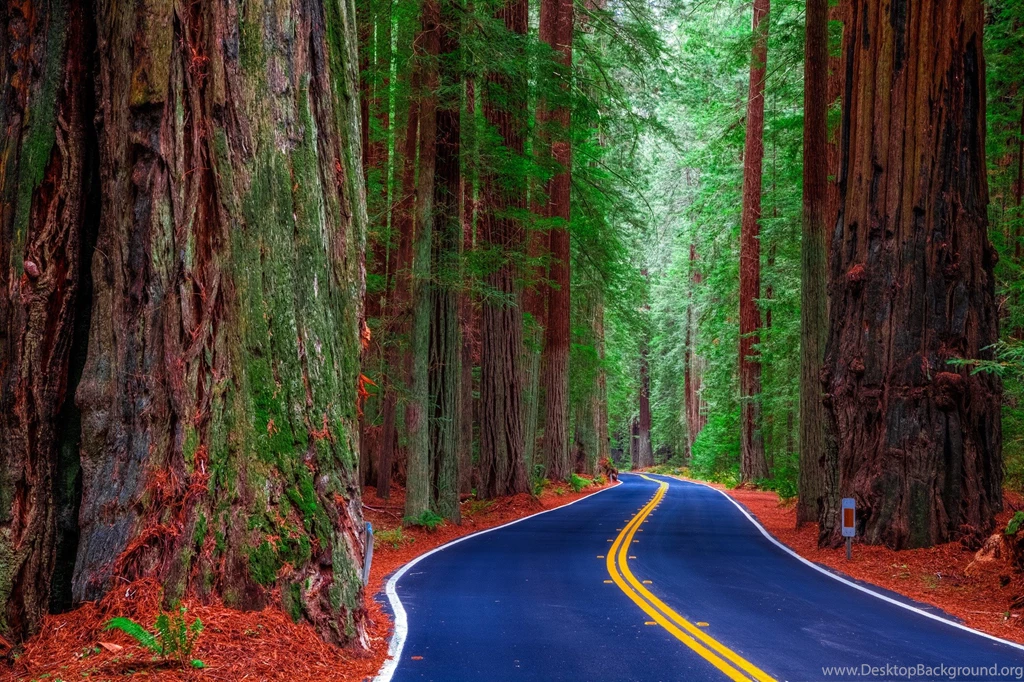 313128 Color Wallpapers: Redwood State Park California Usa Road ...