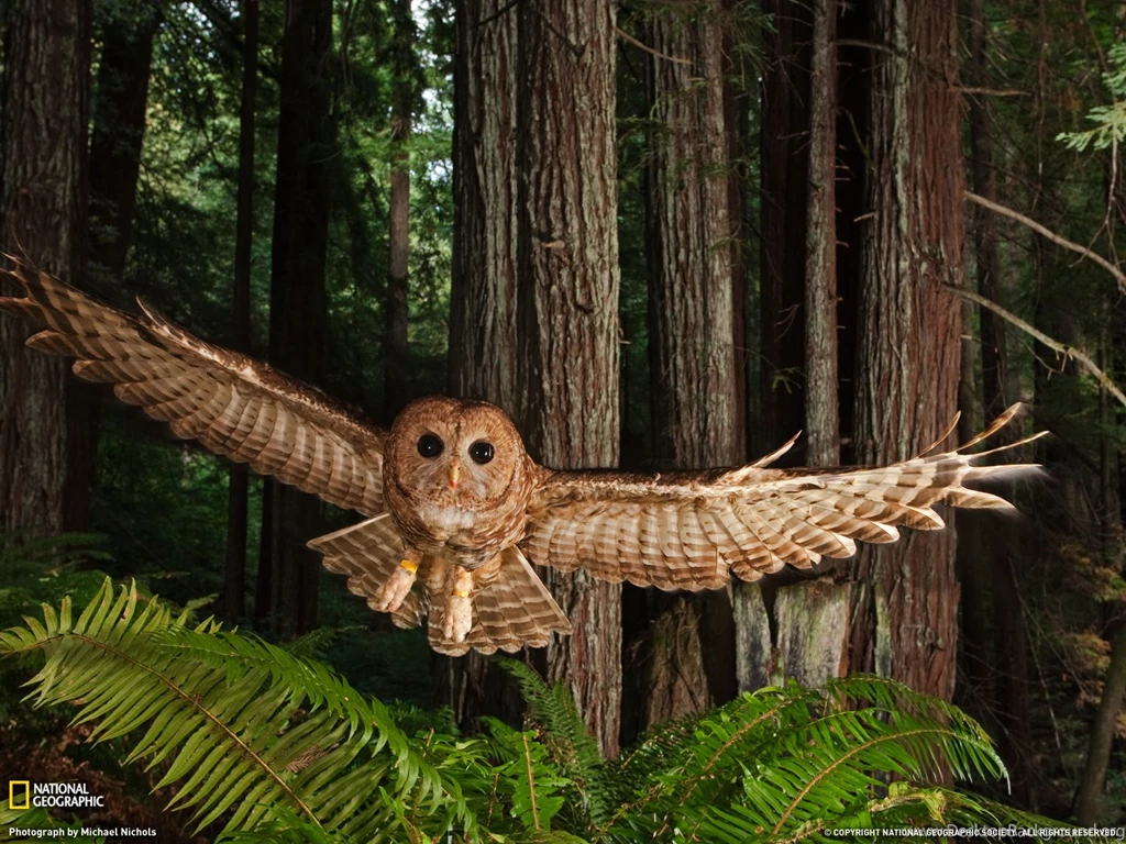 Redwood Forest Wallpapers 60501 Wallpapers Redwood Forest Wallpapers ...