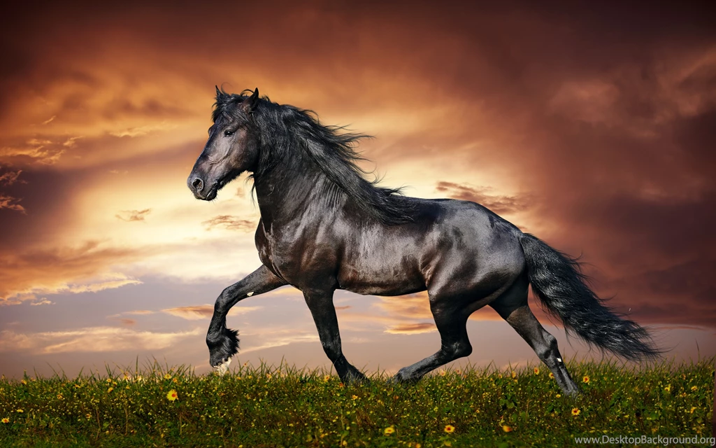Ultra HD 4K Horse Wallpapers HD, Desktop Backgrounds 3840x2400 ...