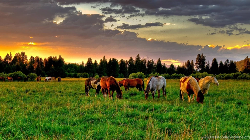 Horse Wallpapers 071 – HD Wallpaper, Wallpapers Pics The Best ...
