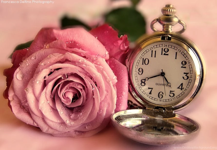 Free Download Beautiful HD Rose Wallpapers 2015
