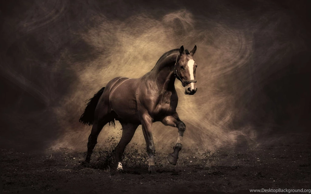 Horse HD Wallpapers