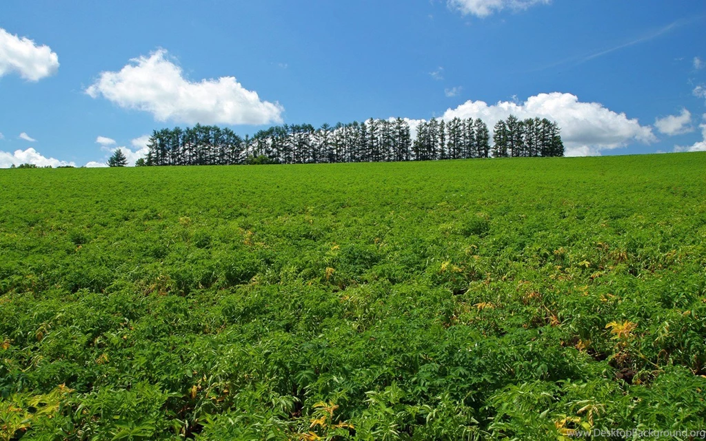 Japan Hokkaido Country Field : Open Field Under Sky 1440x900 NO.16 ...