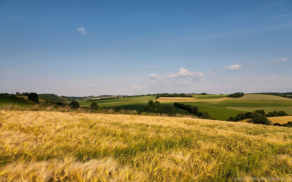 Download Wallpapers 1680x1050 Grass, Field, Open Spaces, Summer ...