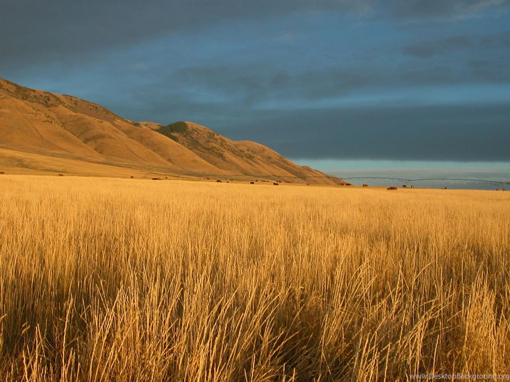 Open Field : Desktop And Mobile Wallpapers : Wallippo